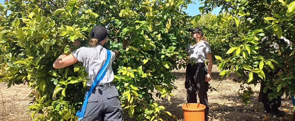 2024_Israel_working_Harvesting_pic01