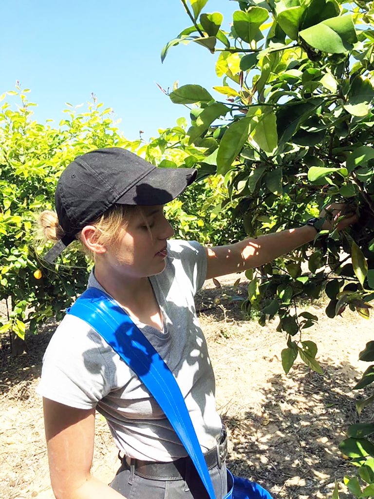 2024_Israel_working_Harvesting_pic02