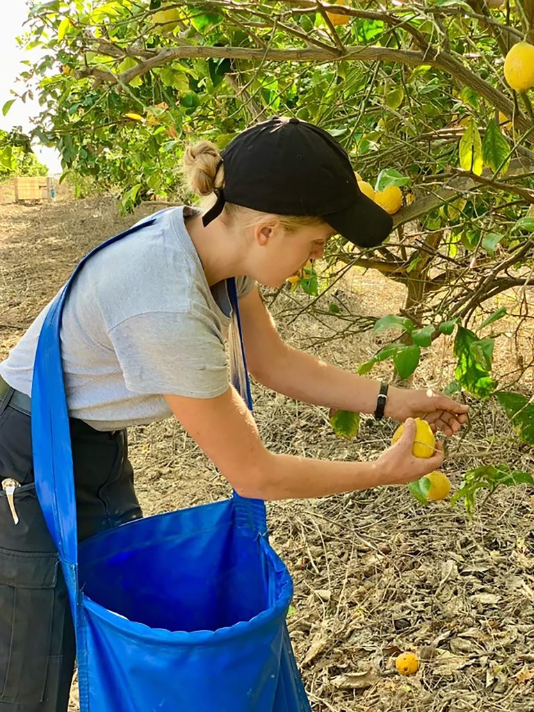 2024_Israel_working_Harvesting_pic04