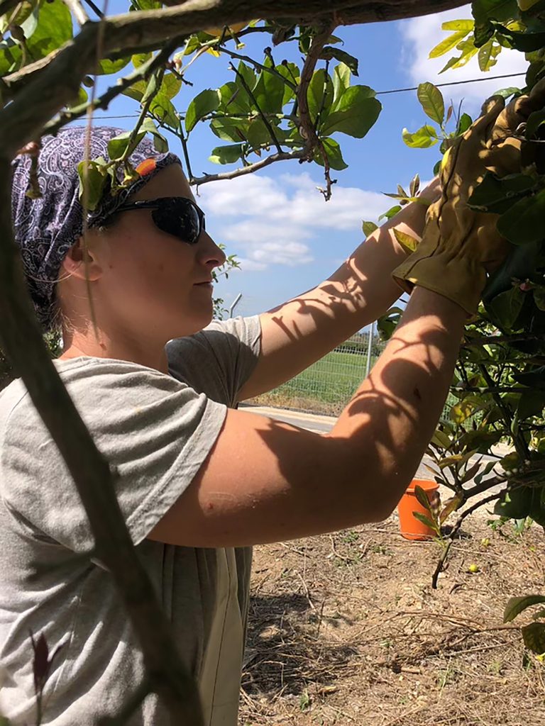 2024_Israel_working_Harvesting_pic05