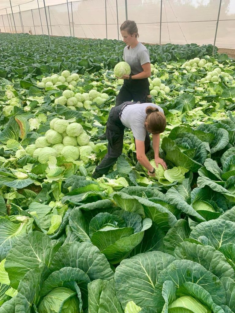 2024_Israel_working_Harvesting_pic08