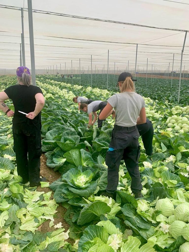 2024_Israel_working_Harvesting_pic09