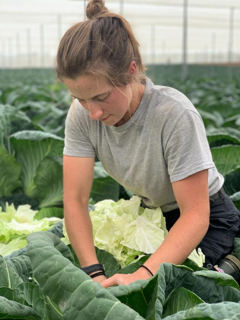 2024_Israel_working_Harvesting_pic10