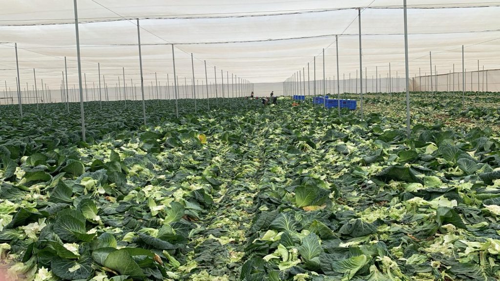 2024_Israel_working_Harvesting_pic11